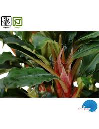 Risultati immagini per bucephalandra pinoh red stem