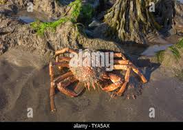 Image result for Maja brachydactyla