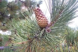 Attēlu rezultāti vaicājumam “Pinus nigra”