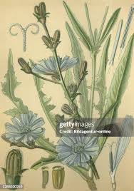 Image result for Zichorie