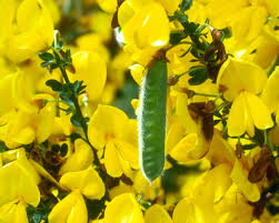 Attēlu rezultāti vaicājumam “Cytisus scoparius flower”