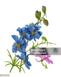 Image result for Consolida ajacis oder Consolida regalis