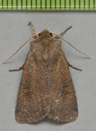 Attēlu rezultāti vaicājumam “Euxoa nigricans”