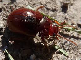 Attēlu rezultāti vaicājumam “Chrysolina staphylaea”