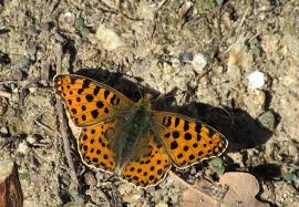 Attēlu rezultāti vaicājumam “Issoria lathonia upperside”