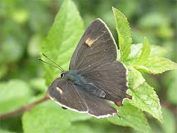 Attēlu rezultāti vaicājumam “Thecla betulae male”