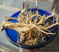 Image result for Althaea officinalis