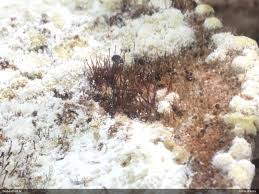 Attēlu rezultāti vaicājumam “Melanospora lagenaria”