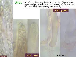 Attēlu rezultāti vaicājumam “Hymenoscyphus imberbis”