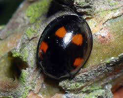 Attēlu rezultāti vaicājumam “Schizolachnus pineti”