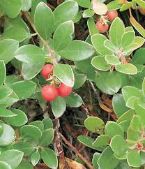 Attēlu rezultāti vaicājumam “Exobasidium uvae-ursi”