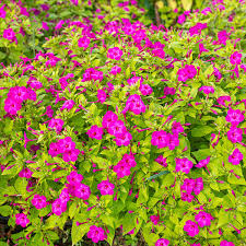 Image result for Mirabilis jalapa