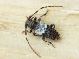 Attēlu rezultāti vaicājumam “Pogonocherus hispidulus”