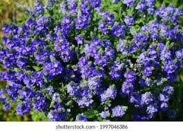 Attēlu rezultāti vaicājumam “Veronica austriaca subsp. teucrium leaf”