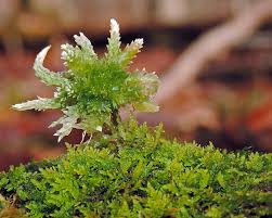 Attēlu rezultāti vaicājumam “Sphagnum platyphyllum”