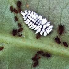 Attēlu rezultāti vaicājumam “Diachea sp.”