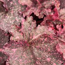 Image result for Heuchera `Midnight Rose`