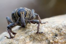 Attēlu rezultāti vaicājumam “Hylobius abietis”