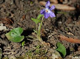 Attēlu rezultāti vaicājumam “Viola collina leaf”
