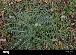 Attēlu rezultāti vaicājumam “Cirsium palustre”