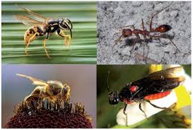 Attēlu rezultāti vaicājumam “Hymenoptera”