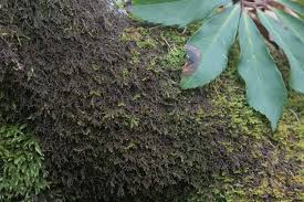 Attēlu rezultāti vaicājumam “Frullania tamarisci”