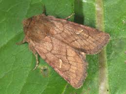 Attēlu rezultāti vaicājumam “Eriopygodes imbecilla”