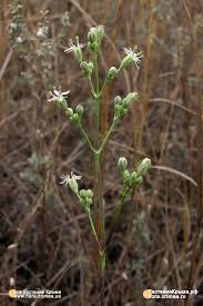 Attēlu rezultāti vaicājumam “Silene wolgensis”