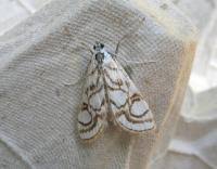 Attēlu rezultāti vaicājumam “Nymphula nitidulata”