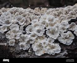 Attēlu rezultāti vaicājumam “Plicaturopsis crispa”