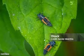 Attēlu rezultāti vaicājumam “Psyllobora vigintiduopunctata larva”