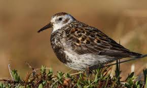 Attēlu rezultāti vaicājumam “Calidris”
