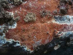 Attēlu rezultāti vaicājumam “Ceriporia viridans”