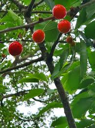 Attēlu rezultāti vaicājumam “Cerasus fruit”
