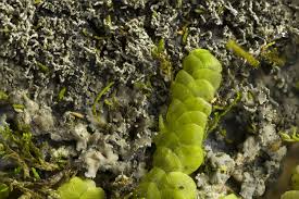 Attēlu rezultāti vaicājumam “Parmeliella triptophylla”