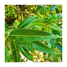 Attēlu rezultāti vaicājumam “Salix x fragilis”