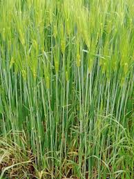 Attēlu rezultāti vaicājumam “Hordeum vulgare”