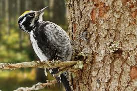 Attēlu rezultāti vaicājumam “Picoides tridactylus adult”