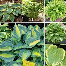 Attēlu rezultāti vaicājumam “Hosta sp. leaf”