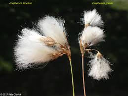 Attēlu rezultāti vaicājumam “Eriophorum gracile fruit”