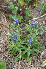 Attēlu rezultāti vaicājumam “Gentiana cruciata leaf”