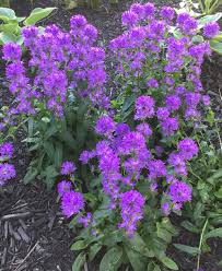 Attēlu rezultāti vaicājumam “Campanula glomerata leaf”