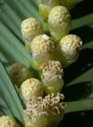 Attēlu rezultāti vaicājumam “Taxus baccata bud”