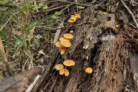 Attēlu rezultāti vaicājumam “Xeromphalina campanella”