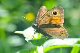 Attēlu rezultāti vaicājumam “Lasiommata maera”