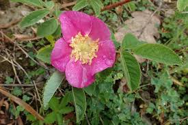 Attēlu rezultāti vaicājumam “Rosa majalis”