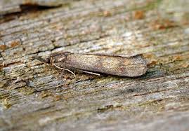 Attēlu rezultāti vaicājumam “Hypochalcia ahenella”