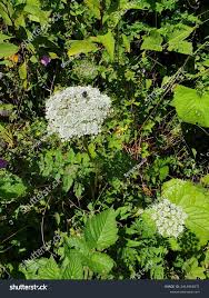 Attēlu rezultāti vaicājumam “Cenolophium denudatum leaf”