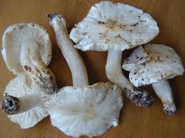 Attēlu rezultāti vaicājumam “Tricholoma album”