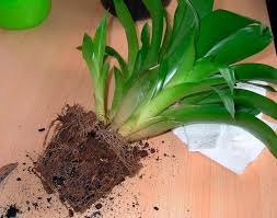 Картинки по запросу гусмания